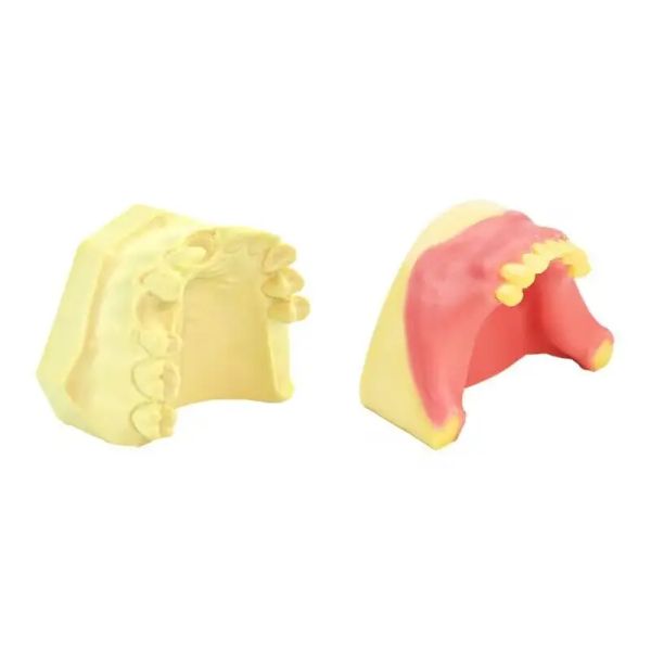 Zahnärztlicher Maxillärhöhle -Aufhebungs -Übungsmodell Zahnimplantatpraxismodell für das Praxis unterrichten Zahninstrument