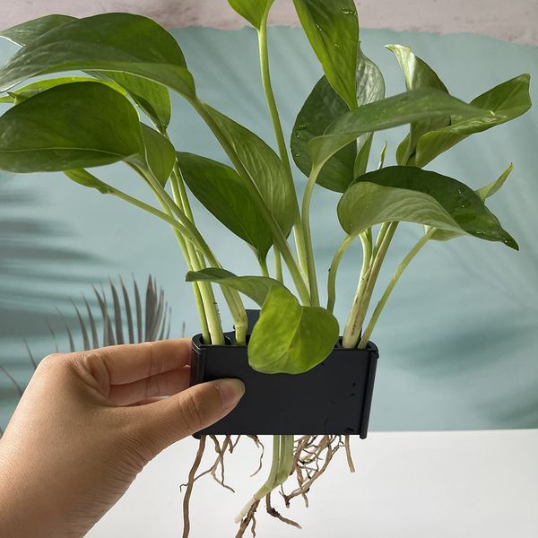 Plantador de aquário com gancho integrado para tanques de peixes em vasos de aquário vivo plantas aquários cestas de cesta de peixes decorações