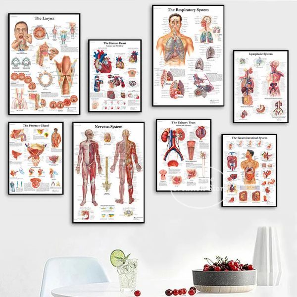 Menschliche Anatomie Muskeln System Poster Medizinische Bildungskartentafel Kunst Bild Drucke Leinwand Malklinik Wanddekoration Gidt