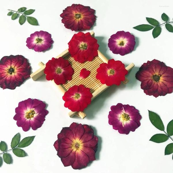 Dekorative Blumen 12pcs gepresst getrocknete chinesische Rosenblume/Blattpflanzen Herbarium für Schmuck Lesezeichen Sammelalbum Telefonbehörde Kerzenscheinesschatten