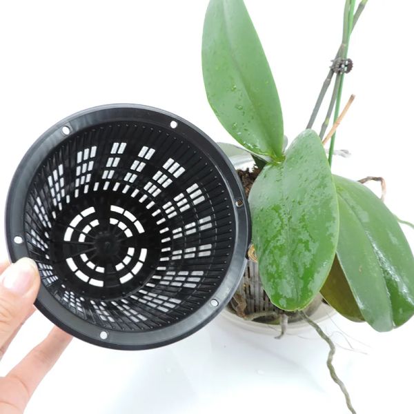 11 cm da 14 cm Bianco Orchide nero Orchidee in rete trasparente a mesh Piatto vaso di pentola cesta in plastica Contenitore traspirante fori appesi