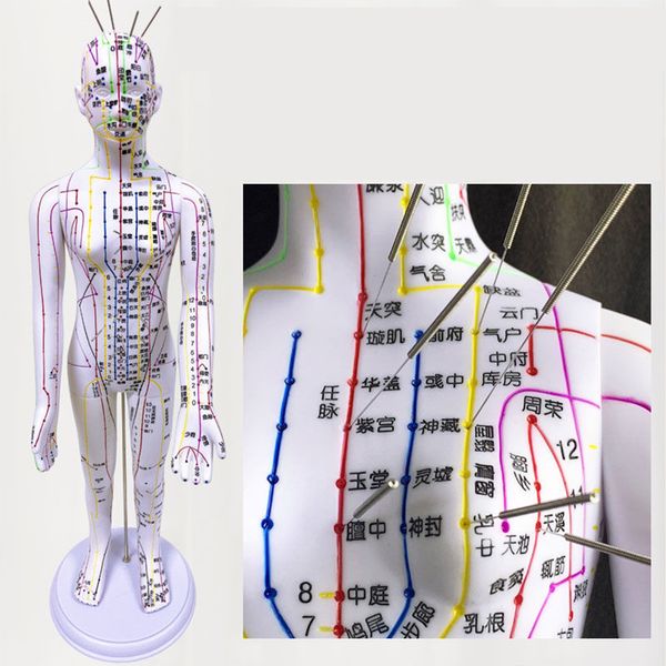 4KINDS di 52 cm Modello di agopuntura umano Modello rotabile braccio maschio Meridiani Meridiani Modello Scienza Insegnamento Le risorse di insegnamento forniscono il più nuovo