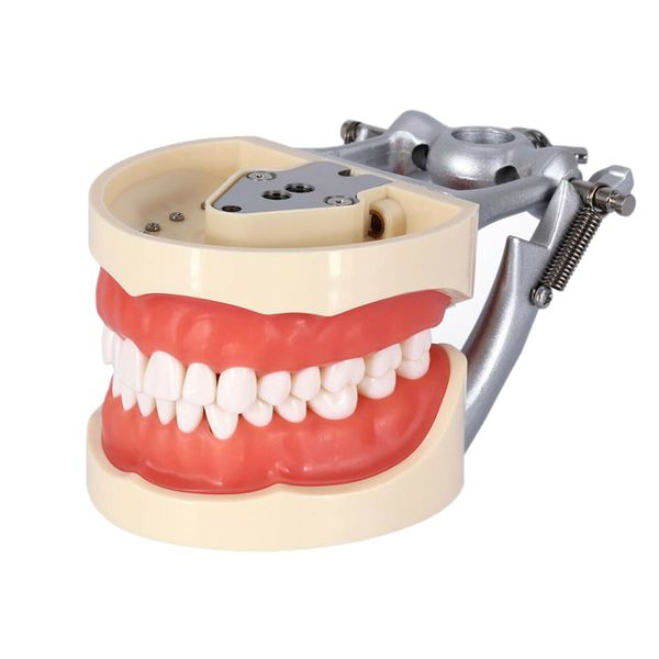 Kilgore nissin 200 tipo modelo ajuste parafuso dental em 32pcs de dentes enchendo o estudo de tipodont prática de ensino de ensino de demonstração m8012
