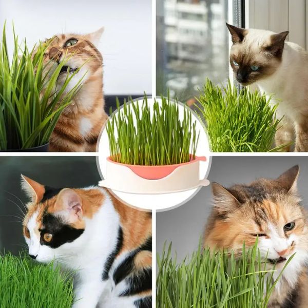 Katzengras -Pflanzer Hydroponic Wachstums Kit Katzenminze Pflanzer SOILLES FISH SCHAFT FÜHLUNG MIT MESH -Tablett für Home Cattery Pet Shop