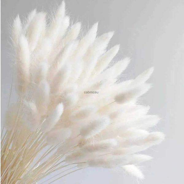 Flores secas Tailas de coelho seco Flowerswhite Natural Pamamaseternal Rabbit Tails Grass para VasearRrangement WeddingHomeHotel Decoration