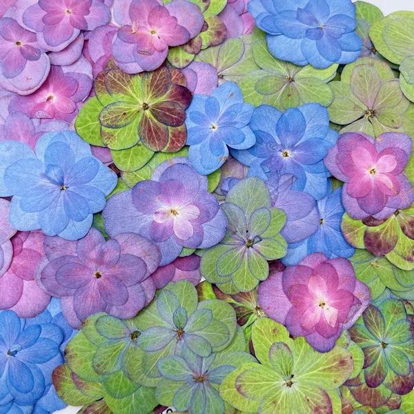 Flores decorativas 12pcs prensados cores mistas secas multispetais Herbário de plantas de flor de hidrania para jóias