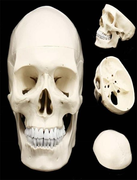 11 Human Anatomische Anatomie Harz Head Skelett Schädel Unterricht Model Abnehmbares Wohnkulturharz menschliche Schädel Skulptur Statue T203355858