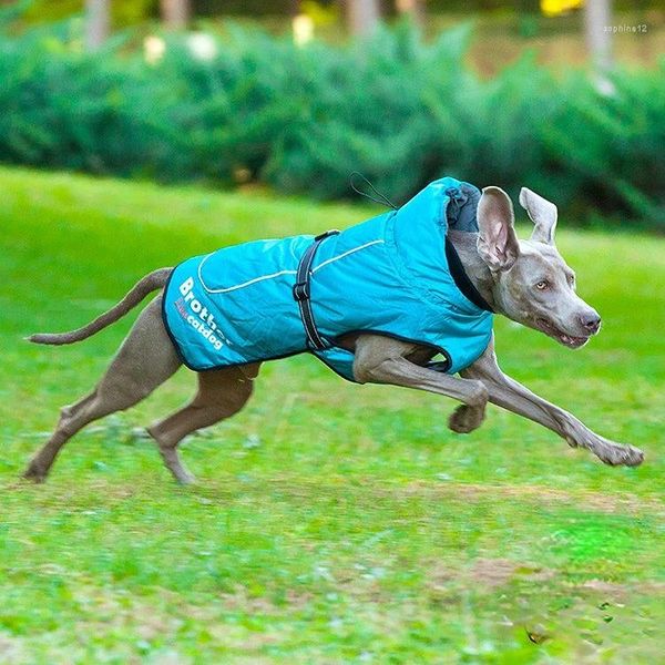Vestuário para cães roupas de estimação de animais de estimação quente coloração sólida capa de poliéster repelente de sotaque jaqueta de jaqueta de tempestade traje