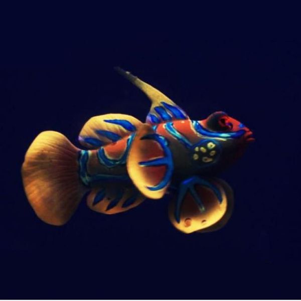 Silikonaquarium -Froschfischdekoration Künstlicher Fisch glühend grünes Acuario Dekor hübsche süße Mikroschmuck für Tank314y