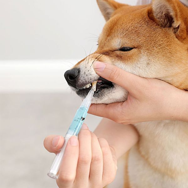 Pennello per la pulizia dei denti per la pulizia del calcolo dentale set di bellezza di beauty spazzolino per cani e gatti strumenti di cura portatili accessori