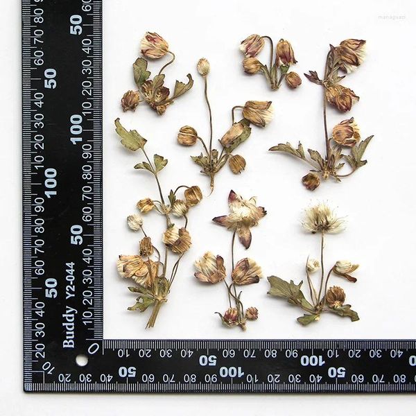 Dekorative Blumen 120pcs gepresst getrockneter Bud Blattstamm Blumenherbarium für Harz Epoxy Schmuckkarte Lesezeichen Rahmen Phone Hülle Gesicht Make -up