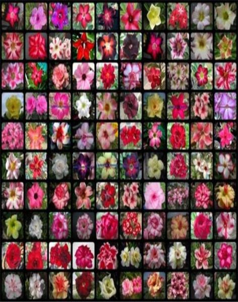20 Stcs gemischt echtes Adenium Obesum Wüste Rose Blumenhaus Garten Bonsai Sukkulente Pflanzen Balkon Topf 100 Eleine63375553