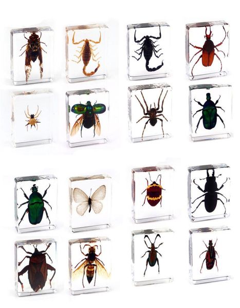 Spider Butterfly Scorpion Insect Esemping in campione di carta trasparente in resina trasparente1721175