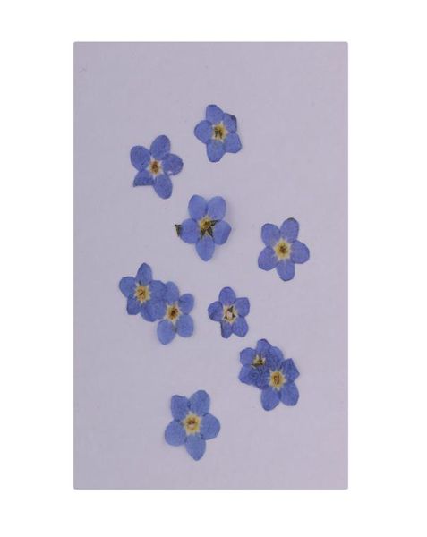 30 pezzi naturale dimenticatemenot veri e propri fiori di fiori secchi Accessori per nail art per la custodia del telefono fai -da -te Ornament 8632965