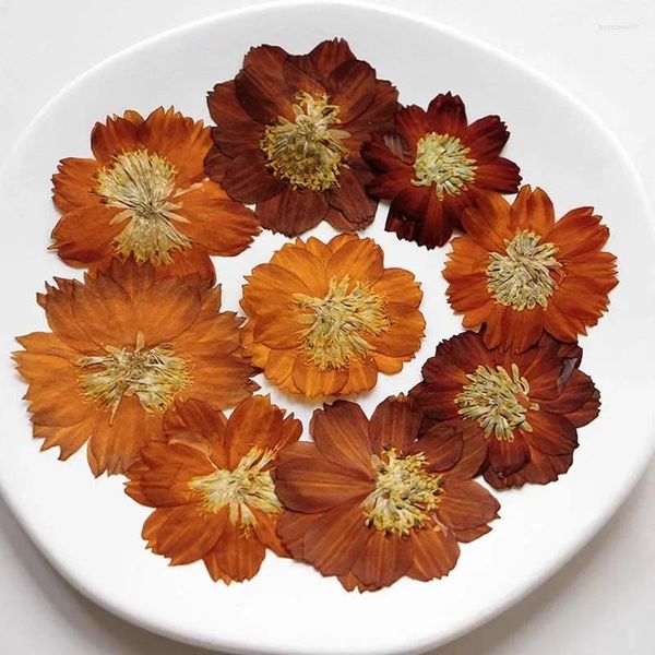Dekoratif Çiçekler 3-5cm/Gerçek Doğal Kurutulmuş Preslenmiş Kuru Pres Kozmos Sulfureus Çiçek Başı DIY Epoksi Reçine Takı Mum Yapımı