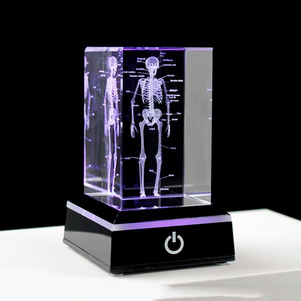 Sculture Crystal 3D Laser Incisione incisa anatomica Scheletro Cubo Scheletro Statue Statue Carta Travede Anatomia Mente Neurologia Regali di scienze mediche