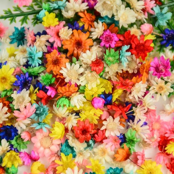 Flores decorativas 710pcs/bolsa flor Diy Flor Natural Mini Flores Real Brasil Little Star para vela de resina epóxi Decoração