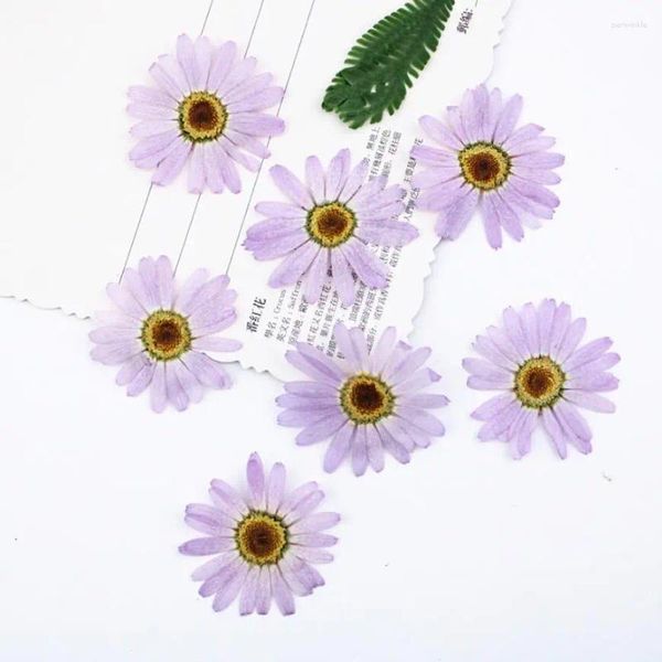 Fiori decorativi 60pcs pressati viola essiccati pericallis hybrida flores piante erbarium per gioielli in resina epossidica che producono facce per trucco nail art