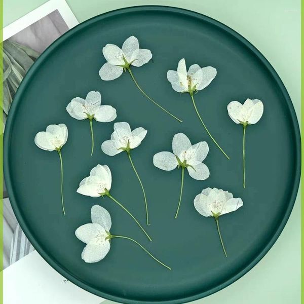 Dekorative Blumen 35pcs gepresst getrocknete weiße Malus spectabilis Blumenherbarium für Harz Epoxy Schmuckkarte Lesezeichen Rahmen Telefonhülle