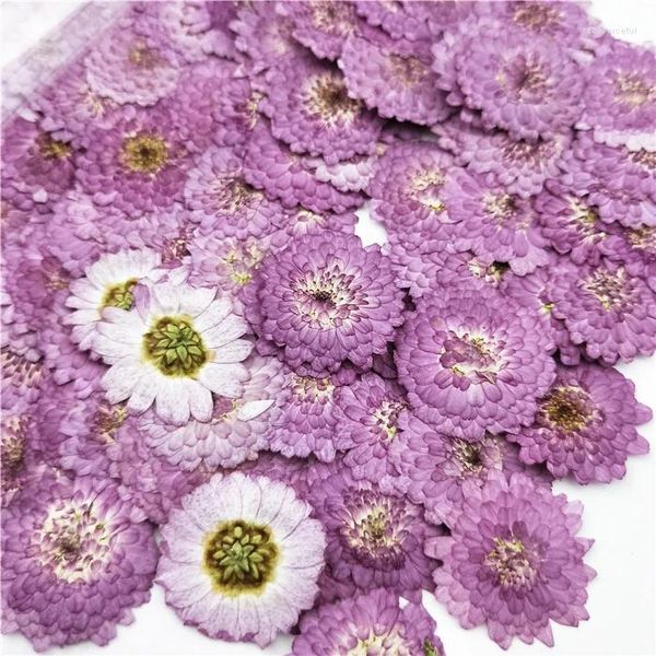 Dekorative Blumen 100pcs Großhandel gepresst Purple Daisy Blume Echtes DIY Hochzeitseinladung Kunst Lesezeichen Geschenkkarte Duft Kerzendekoration