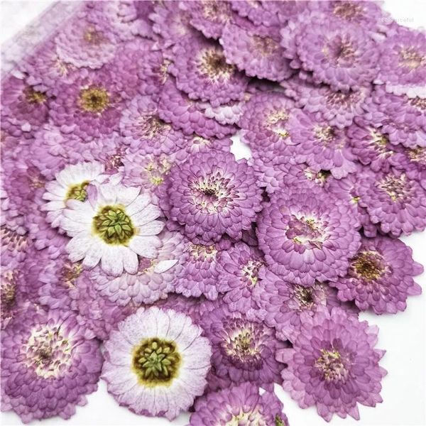 Fiori decorativi 100 pezzi 100 pezzi all'ingrosso pressato fiore da margherite viola reale invito di nozze fai -da -te arte bookmark carta regalo decorazioni a candela profumata