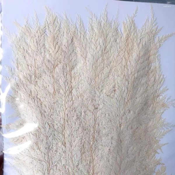 Dekorative Blüten 60pcs 4-7 cm gepresst getrockneter weißes Stenoloma Chusanum Blumenblüten Pflanzen Herbarium für Schmuck Telefonhülle Lesezeichen Postkarte