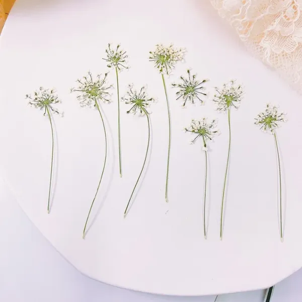 Flores decorativas 60pcs prensado seco ammi majus flor stalk plantas herbário para times gems jóias marcador postal convite de cartão postal