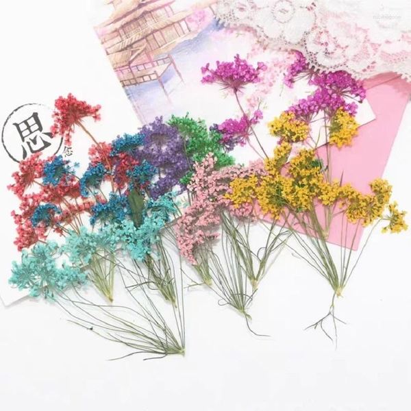 Dekorative Blumen 120pcs gepresst getrocknete Mehrköpfe Ammi Majus Blume mit Stiel für Nagelkunst Epoxidharz Anhänger Halskette Schmuck Schmuck