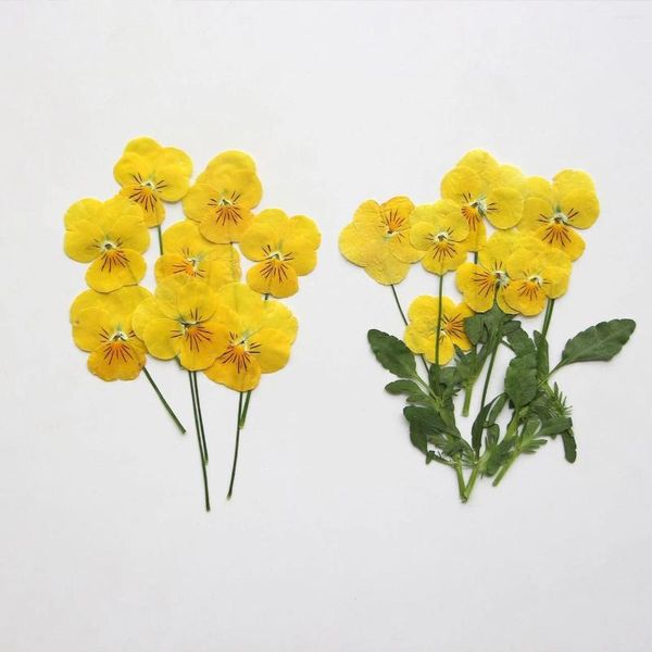 Flores decorativas 120pcs prensados Viola seca cornuta Herbário de flor de haste para resina Cartão de jóias Epoxy Caso de quadro de quadro de quadro