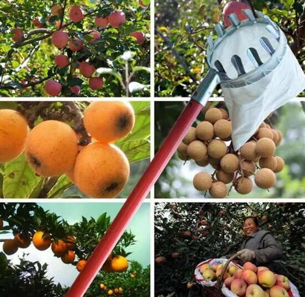 Forniture all'ingrosso potatura per la potatura per frutta mele mele per peach di raccolta di pesche metallo in metallo in modo creativo di lunghezza raccolta t T