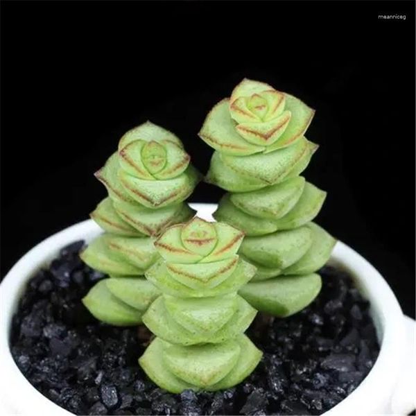 Flores decorativas plantas suculentas simuladas bomteia echeveria purpusorum sem flor de flor de flor artificial natural de flor