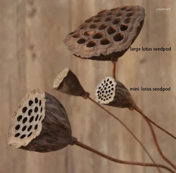 Dekorative Blumen 2pcs getrockneter Lotus Seedpod mit Bambus Branch natürliches trockenes Blumengeschäft Restaurant Home Dekoration Arrangement DIY -Material