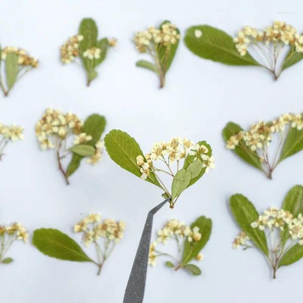 Dekoratif Çiçekler 120pcs Preslenmiş Kurutulmuş Çiçek Piracantha Forteleana Kök Herbaryum Epoksi Makyaj Takım Kartpostal Davetiyesi Telefon Kılıfı