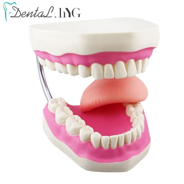 Головы 6 раза увеличение полного рта модель зубных зубов с зубной щеткой зубной зубной зубной