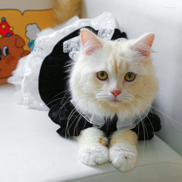 Costumi per gatti in costume da pet decoro in pizzo vestito abiti da cane abbigliamento per ragazze e cani di piccola taglia calare