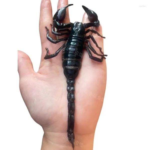 Figurine decorative Ricerca sull'insegnamento artigianale fai -da -te di Heterometrius petersii Real Scorpion Esimplare Insetto Personalità Statua