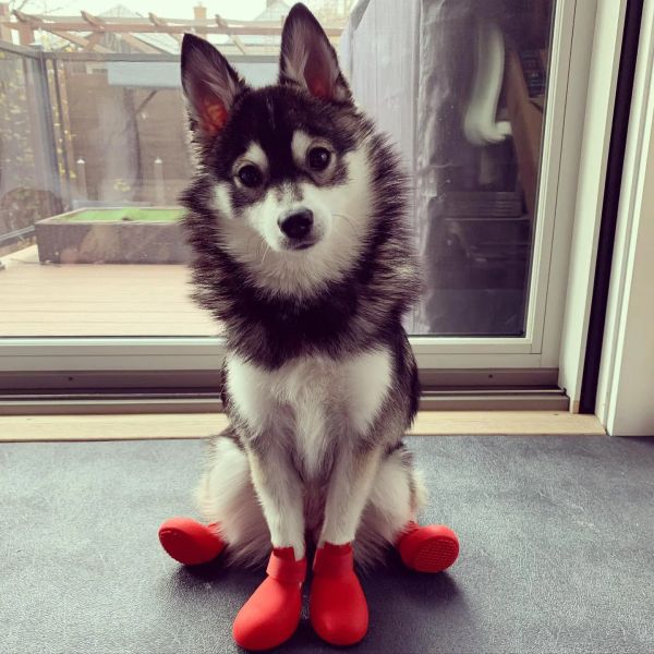Scarpe solide stivali da pioggia per cani in gomma in gomma a 4 colori per cani durevoli scarpe piovose impermeabili per cuccioli carini cani da campo per animali domestici.