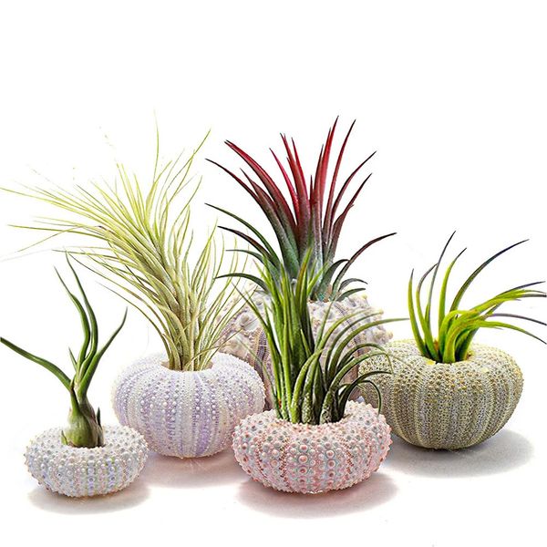 5pcs/Set natürlicher Seeigelschale für Dekorationskegel Tillandsia Topfpflanze Coquillage undefined Home Decoration Accessoires 240415