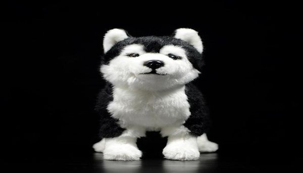 25cm Siberian Husky Dog Plush Toy W Brownblue Olhos Realmente Alasca Malamute Brinquedos Animais de Bancos de Natal LJ2011269847034