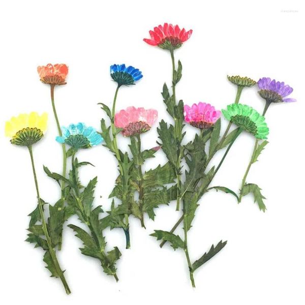 Dekorative Blumen 120pcs Seite gepresst getrockneter Chrysanthemen Paludosum Blumenpflanzen Herbarium für Schmuck Telefon Hülle Lesezeichen Scropbook Handwerk