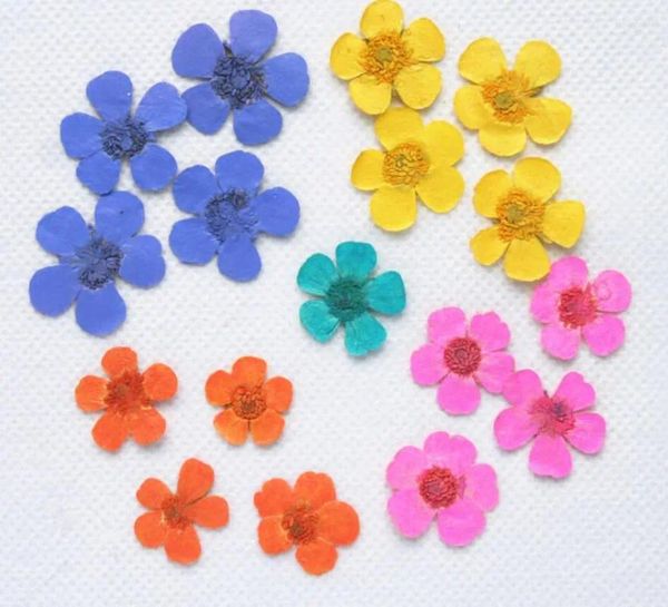 Fiori decorativi 120pcs pressati piante di fiori ranuncul secchi per la collana a pendente resina epossidica gioielli che producono artigianato fai -da -te