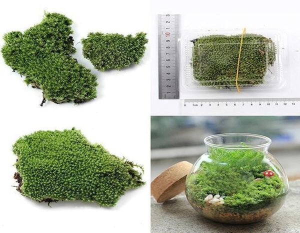 Decorazione per feste domestiche Artificiale Green Grass Must Ornament Miniature Piante artificiali C190413025077211