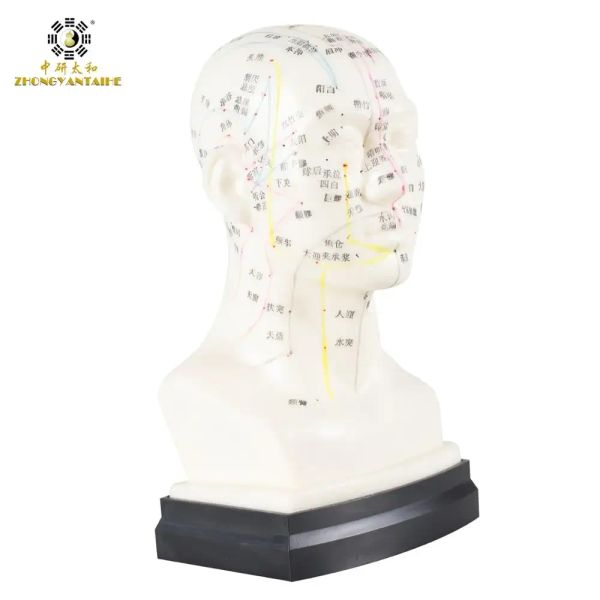 Prodotti Modello di agopuntura cinese Punto di agopuntura Head He Human Agopuncture Model Meridian