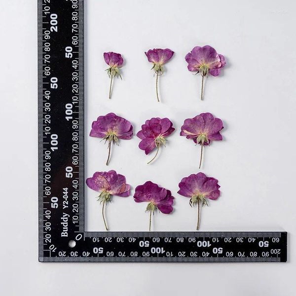 Dekorative Blumen 120pcs gepresst getrocknetes Blumenlila Rose Herbarium für Epoxidschmuck Lesezeichen Telefonhülle Make -up Nagelkunst Handwerk DIY