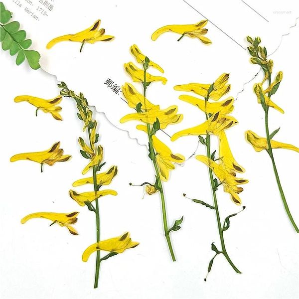 Fiori decorativi 100 pezzi da 100 pezzi di corydalis pallida asciugati con stelo per gioielli in resina epossidica che producono segnalibri per il telefono un chiodo per trucco del telefono segnalibri