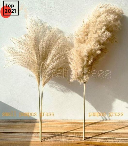 Pampos de pampas reais decoração de grama natural plantas secas plantas de casamento buquê de flor seco fofo adorável para decoração de casa de férias rápido 6156847