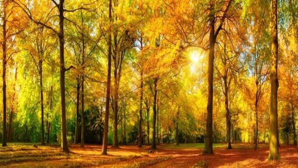 Sfondi della foresta autunnale Golden Woods Oil Painting Sfondi Wall 3D Murales Paleaper per soggiorno9699533