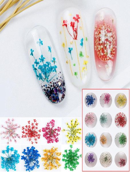 100 pezzi 1520 mm pressati Ammi Majus Flower Dry Plants per nail art a pendente resina epossidica a pendente gioielli che producono artigianato fai da te accessi8036244