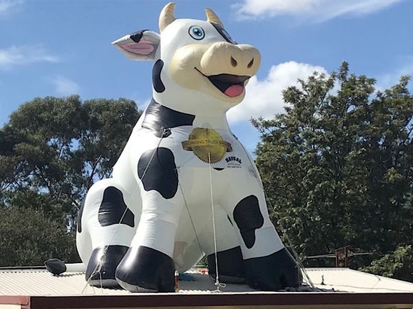 5 mH (16,5 Fuß) mit Gebläse Großhandel im Freien sitzendes aufblasbares Oxford-Maskottchen „Heilige Kuh“ mit Markennamen für Werbung auf dem Dach