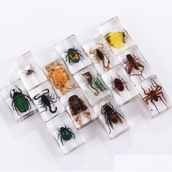 Bomboniera per campioni di insetti Bomboniere per bambini Bug in collezioni di resina Fermacarte Aracnide Giocattolo educativo scientifico conservato Dhium